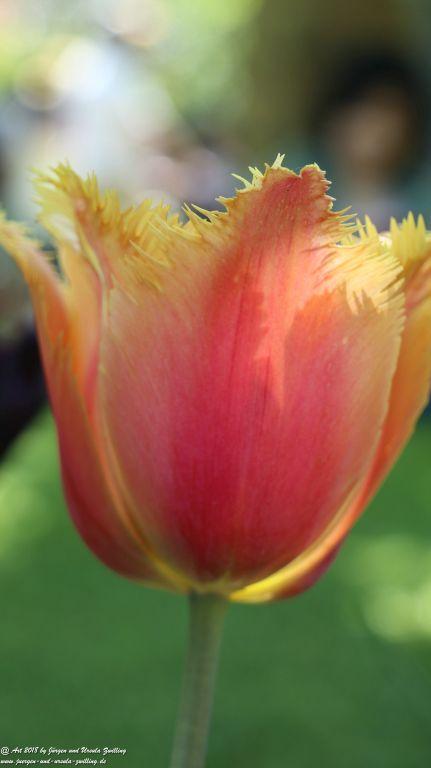 Keukenhof in Lisse Niederlande -Nordsee