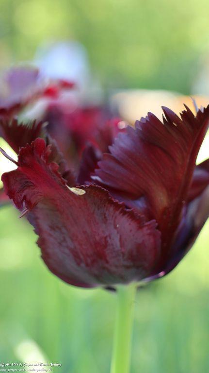 Keukenhof in Lisse Niederlande -Nordsee