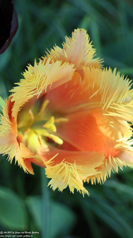 Keukenhof in Lisse Niederlande -Nordsee