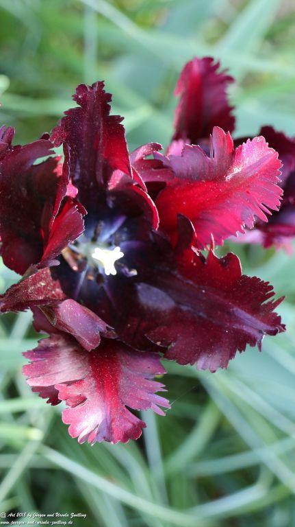 Keukenhof in Lisse Niederlande -Nordsee