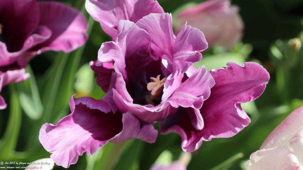 Keukenhof in Lisse Niederlande -Nordsee