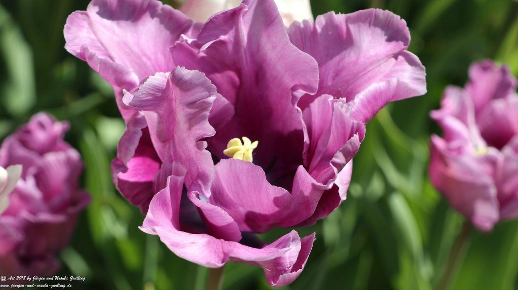 Keukenhof in Lisse Niederlande -Nordsee