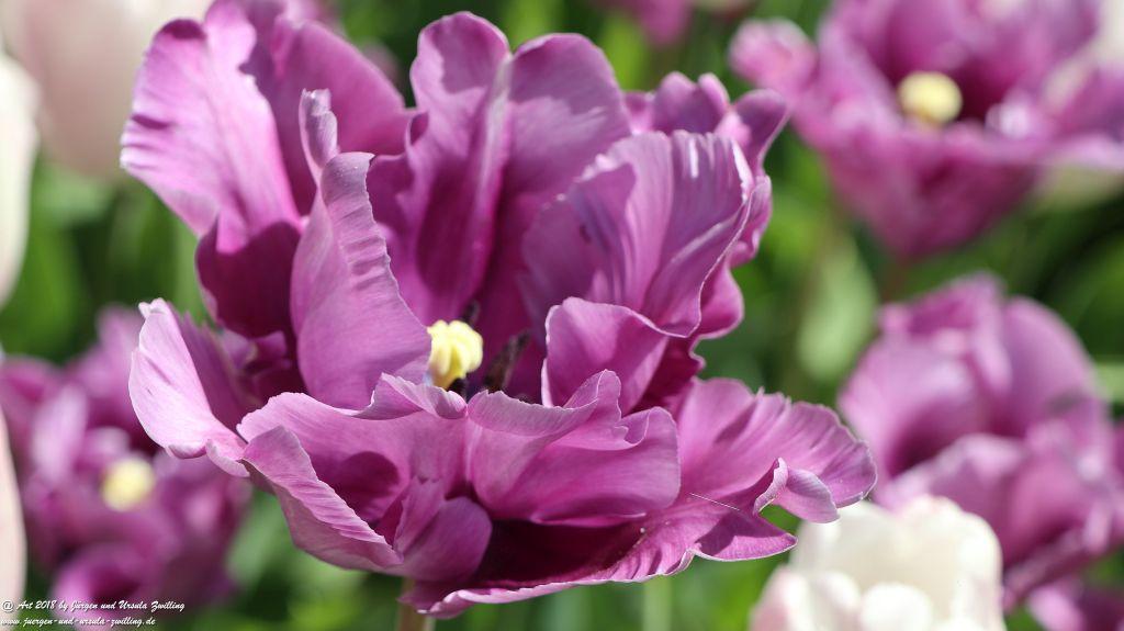 Keukenhof in Lisse Niederlande -Nordsee