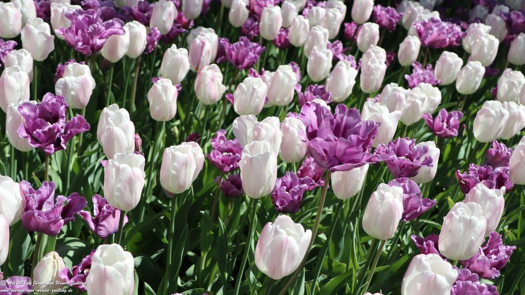 Keukenhof in Lisse Niederlande -Nordsee