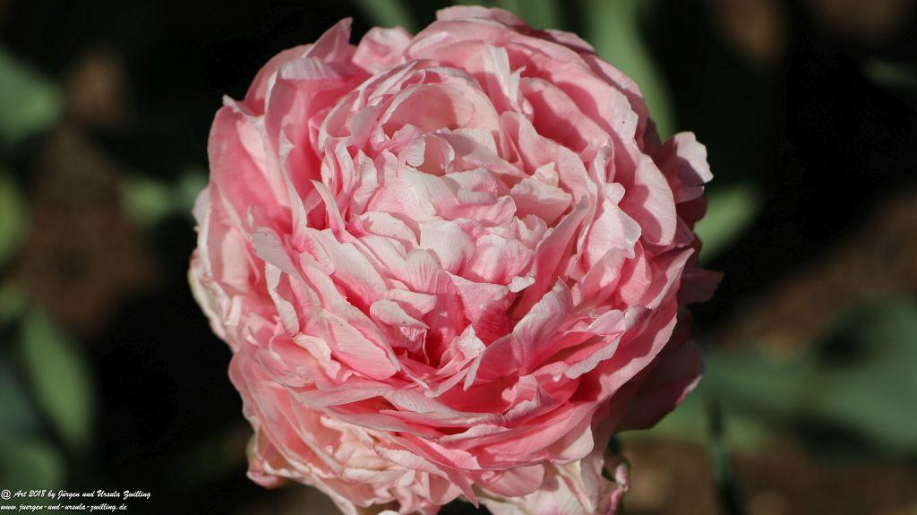 Keukenhof in Lisse Niederlande -Nordsee