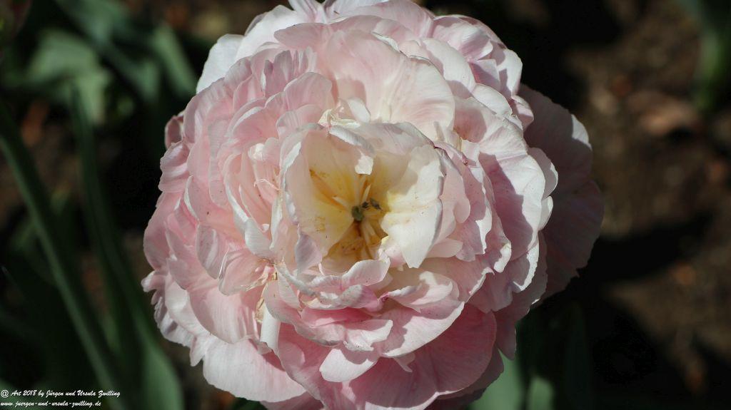 Keukenhof in Lisse Niederlande -Nordsee