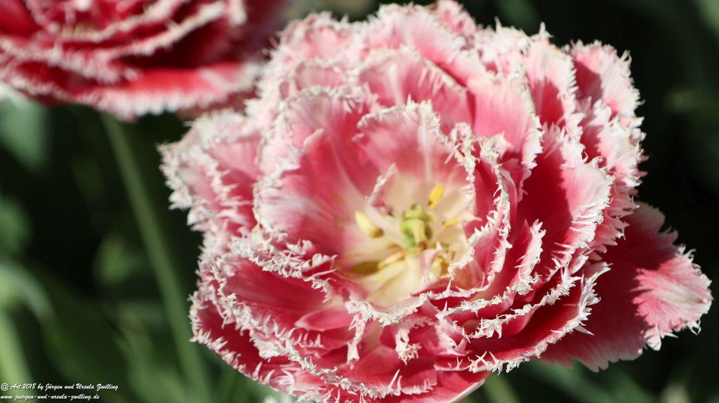 Keukenhof in Lisse Niederlande -Nordsee