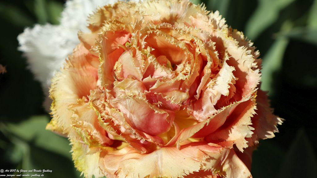 Keukenhof in Lisse Niederlande -Nordsee