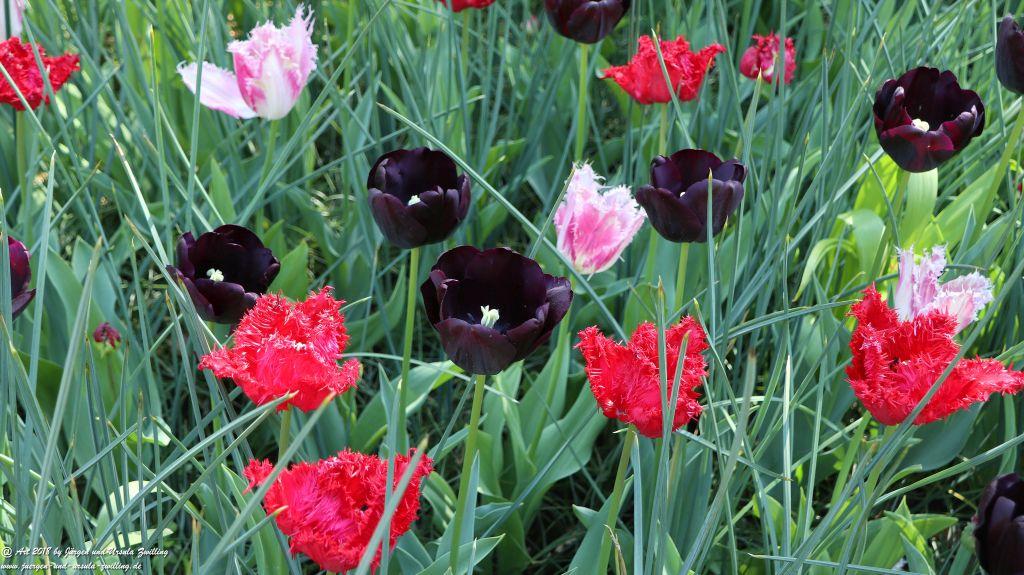 Keukenhof in Lisse Niederlande -Nordsee