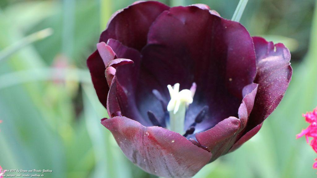 Keukenhof in Lisse Niederlande -Nordsee