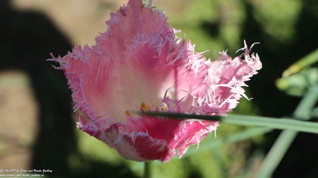 Keukenhof in Lisse Niederlande -Nordsee