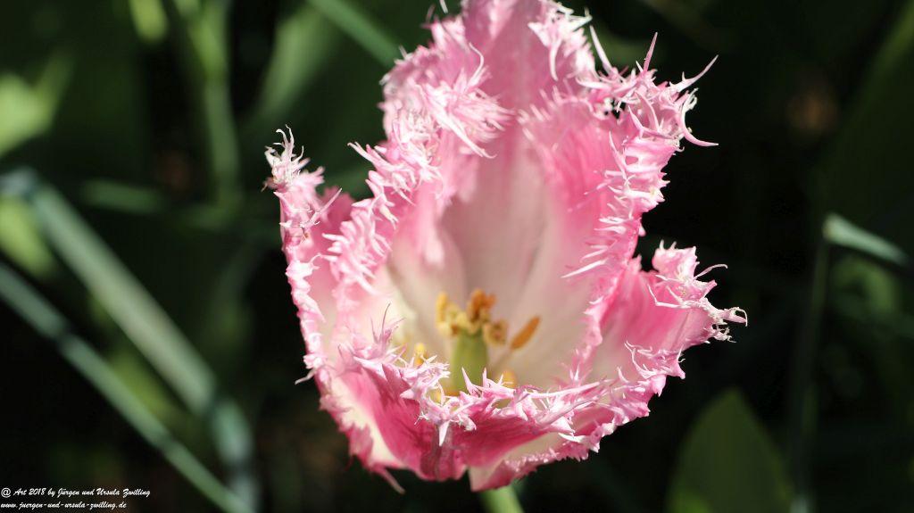 Keukenhof in Lisse Niederlande -Nordsee