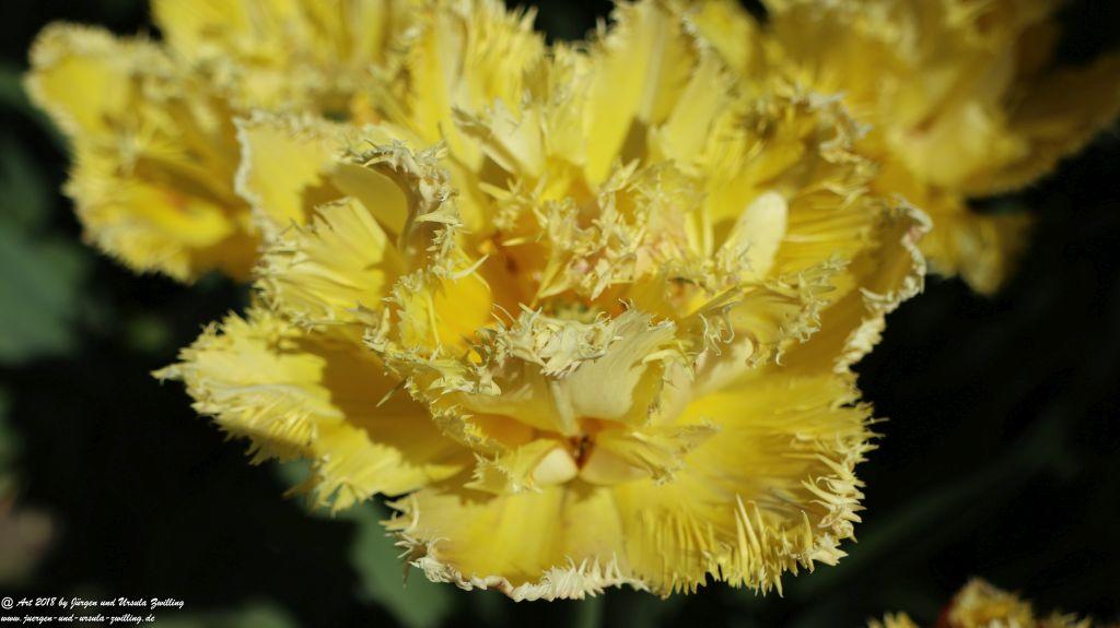 Keukenhof in Lisse Niederlande -Nordsee