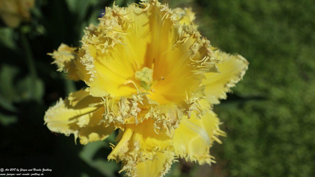 Keukenhof in Lisse Niederlande -Nordsee