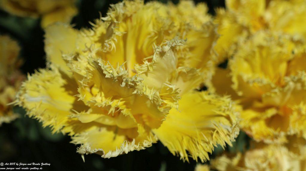 Keukenhof in Lisse Niederlande -Nordsee