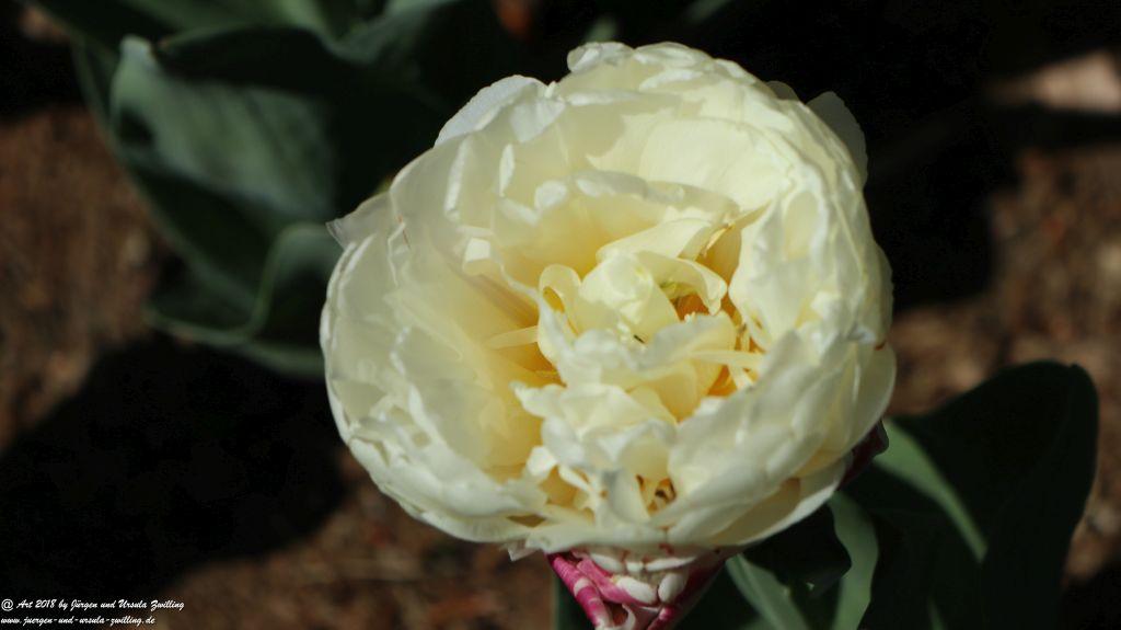 Keukenhof in Lisse Niederlande -Nordsee
