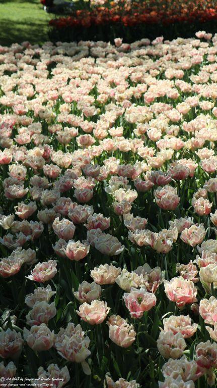 Keukenhof in Lisse Niederlande -Nordsee