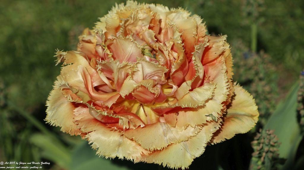 Keukenhof in Lisse Niederlande -Nordsee