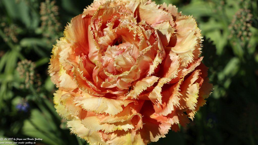 Keukenhof in Lisse Niederlande -Nordsee