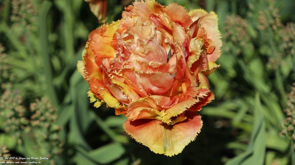 Keukenhof in Lisse Niederlande -Nordsee