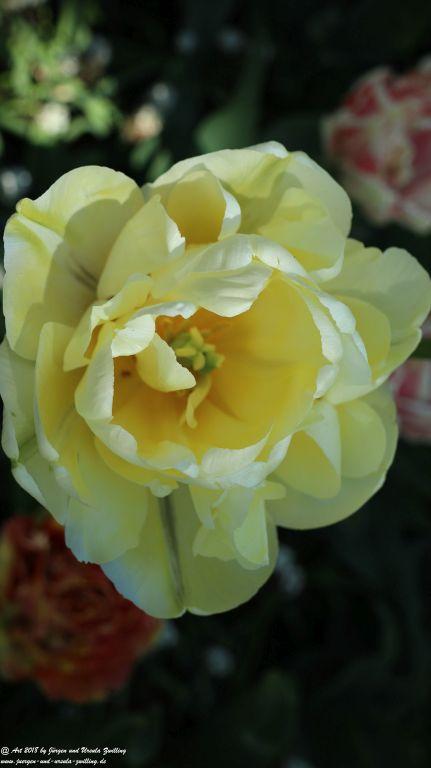 Keukenhof in Lisse Niederlande -Nordsee