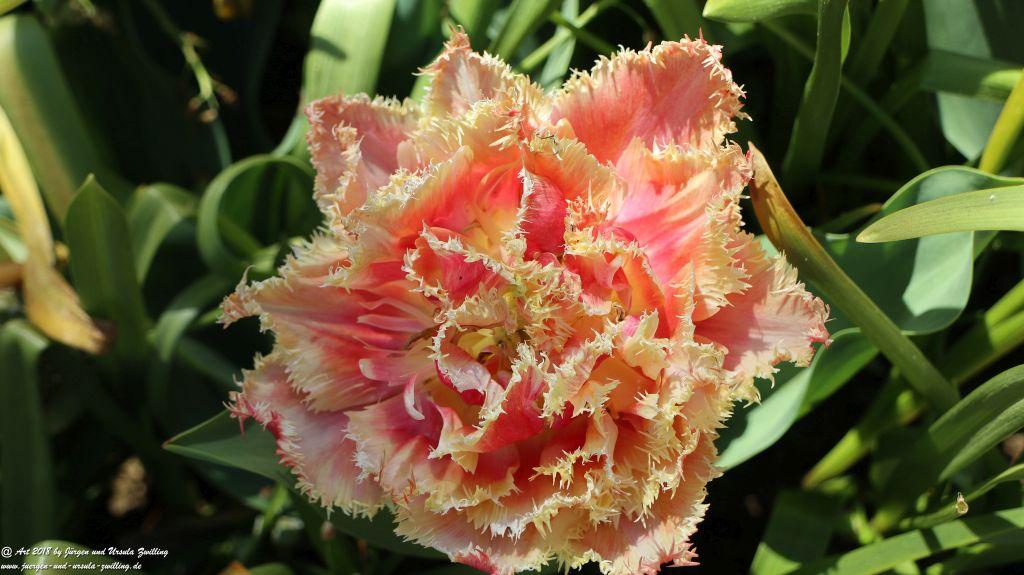 Keukenhof in Lisse Niederlande -Nordsee