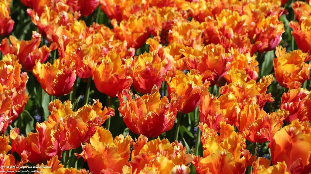 Keukenhof in Lisse Niederlande -Nordsee