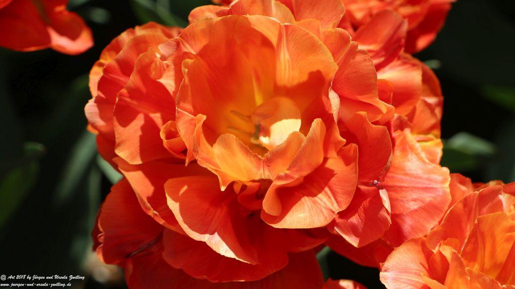 Keukenhof in Lisse Niederlande -Nordsee