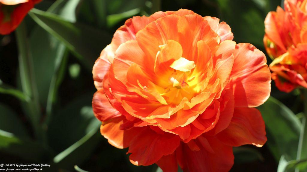 Keukenhof in Lisse Niederlande -Nordsee