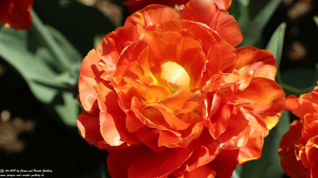 Keukenhof in Lisse Niederlande -Nordsee