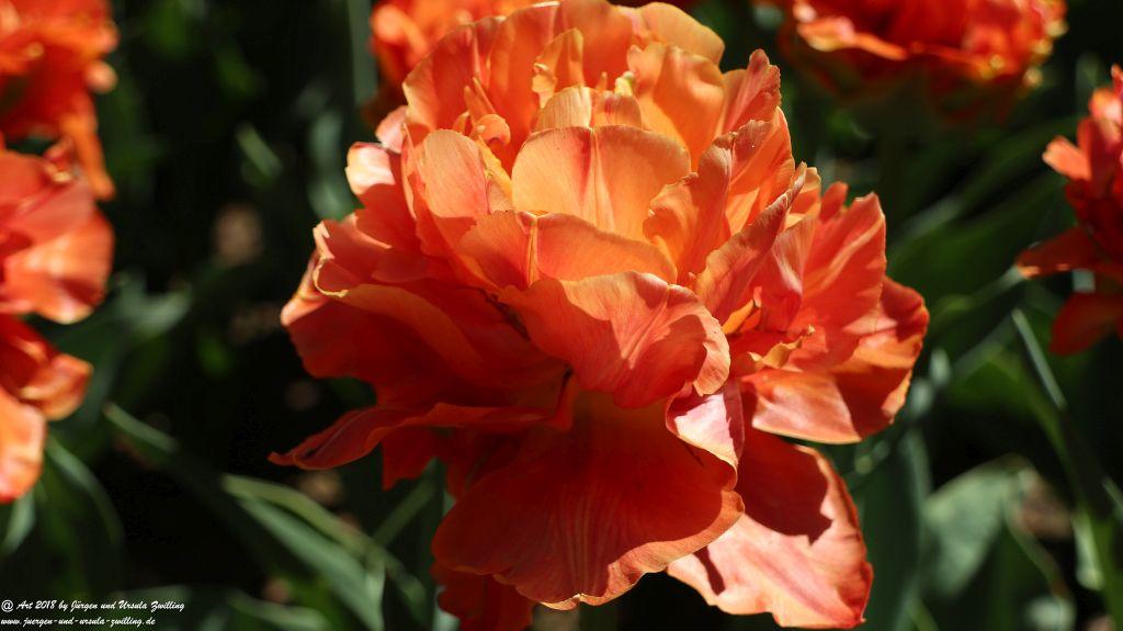 Keukenhof in Lisse Niederlande -Nordsee