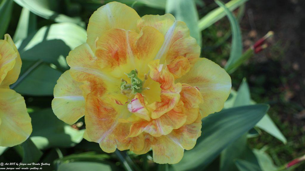 Keukenhof in Lisse Niederlande -Nordsee