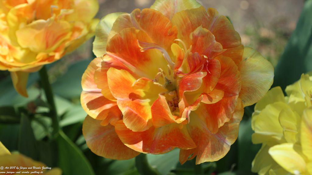 Keukenhof in Lisse Niederlande -Nordsee