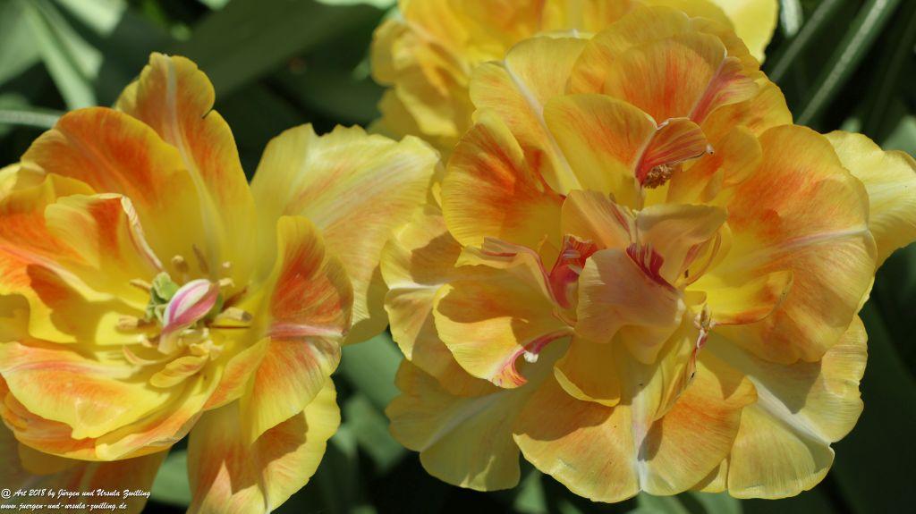 Keukenhof in Lisse Niederlande -Nordsee