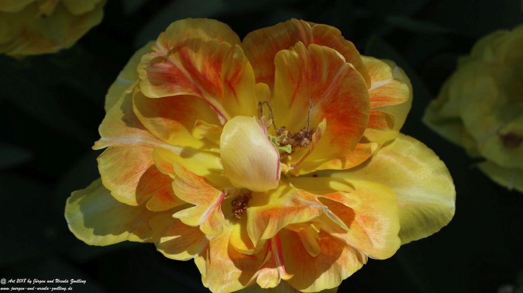 Keukenhof in Lisse Niederlande -Nordsee