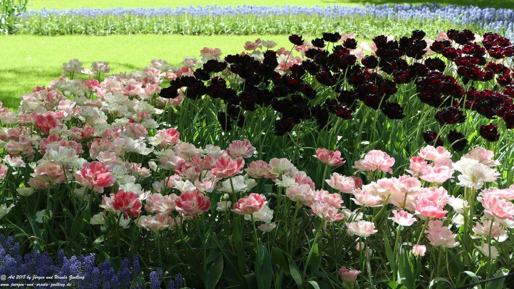 Keukenhof in Lisse Niederlande -Nordsee