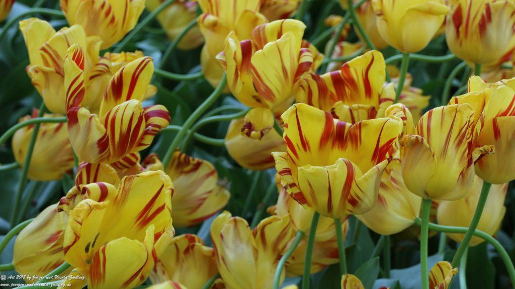 Keukenhof in Lisse Niederlande -Nordsee