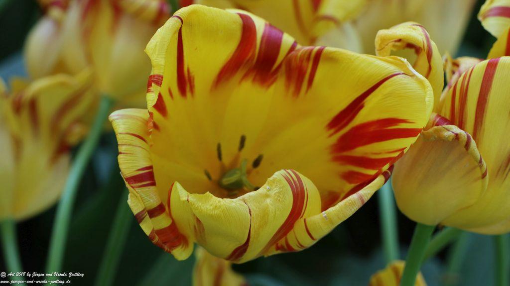 Keukenhof in Lisse Niederlande -Nordsee