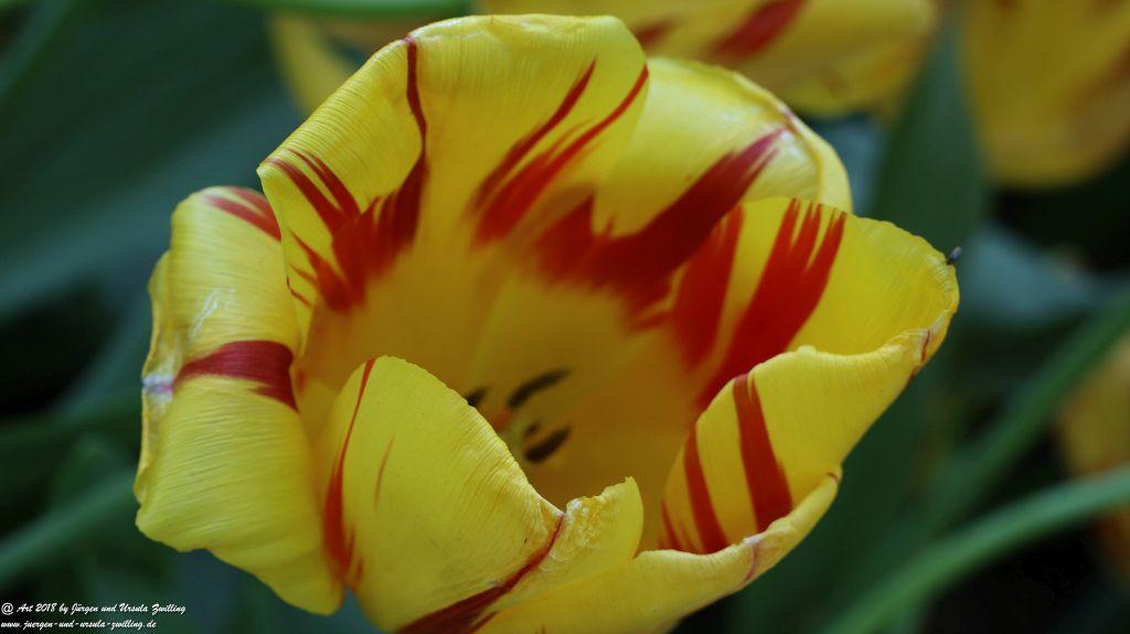 Keukenhof in Lisse Niederlande -Nordsee