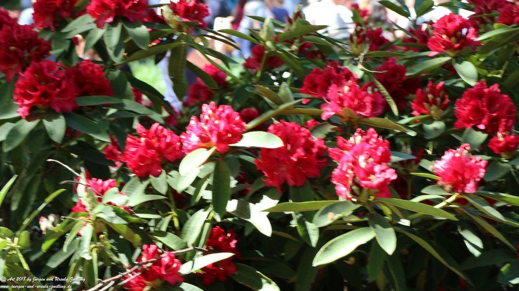 Keukenhof in Lisse Niederlande -Nordsee