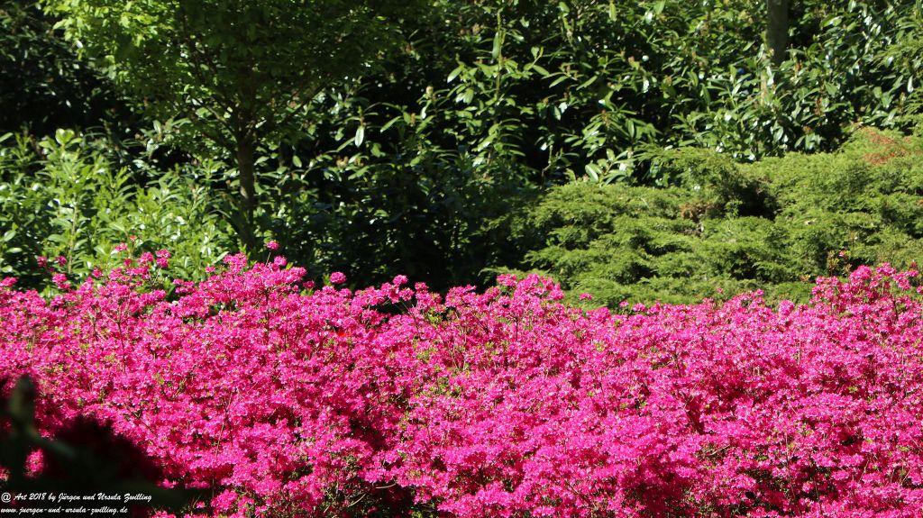Keukenhof in Lisse Niederlande -Nordsee