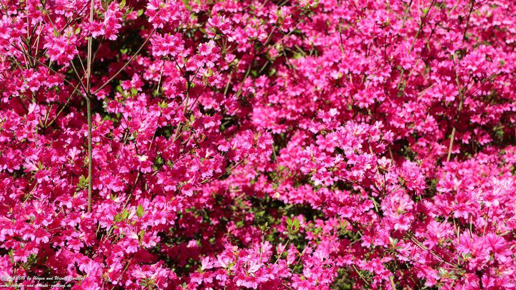 Keukenhof in Lisse Niederlande -Nordsee