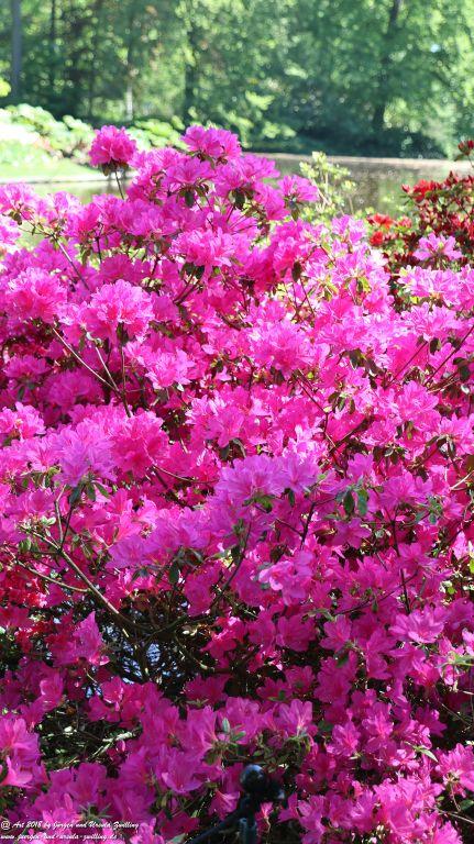 Keukenhof in Lisse Niederlande -Nordsee