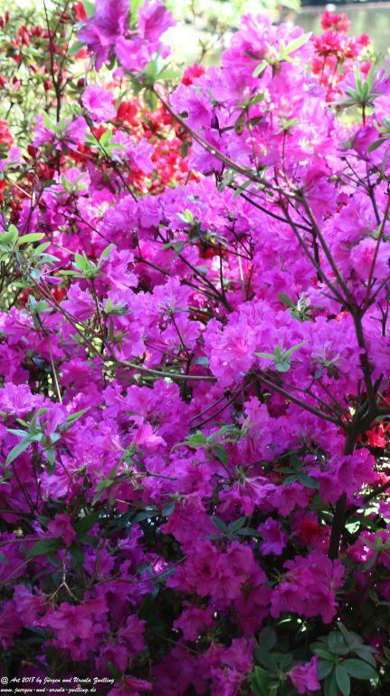 Keukenhof in Lisse Niederlande -Nordsee