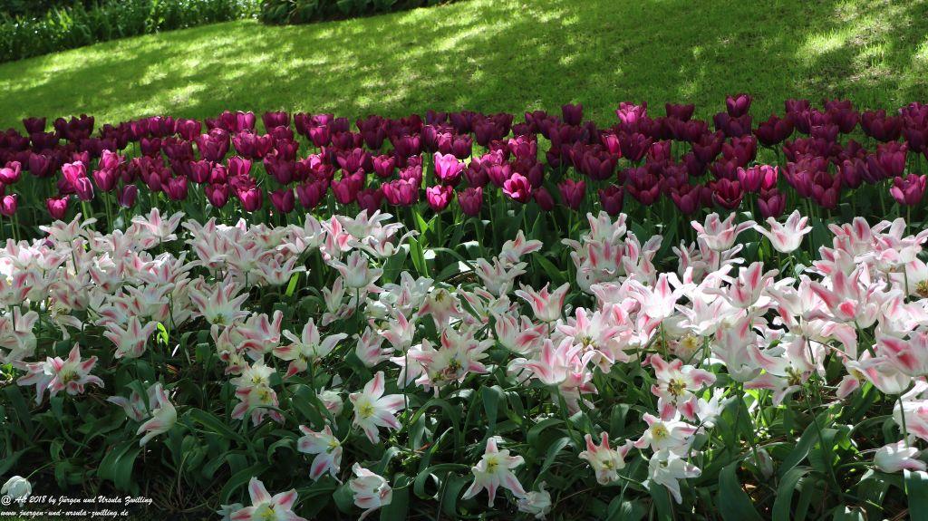 Keukenhof in Lisse Niederlande -Nordsee