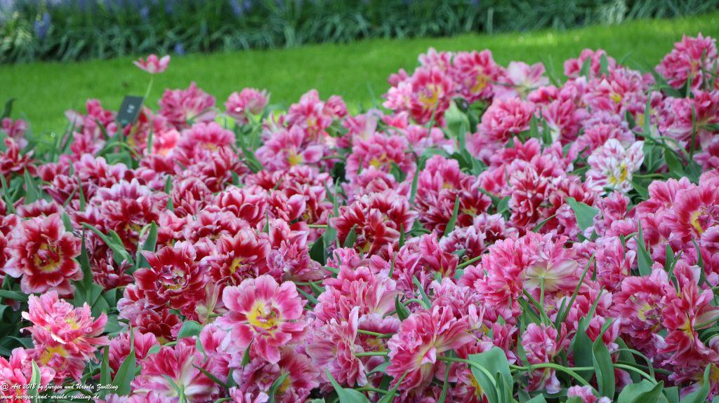 Keukenhof in Lisse Niederlande -Nordsee