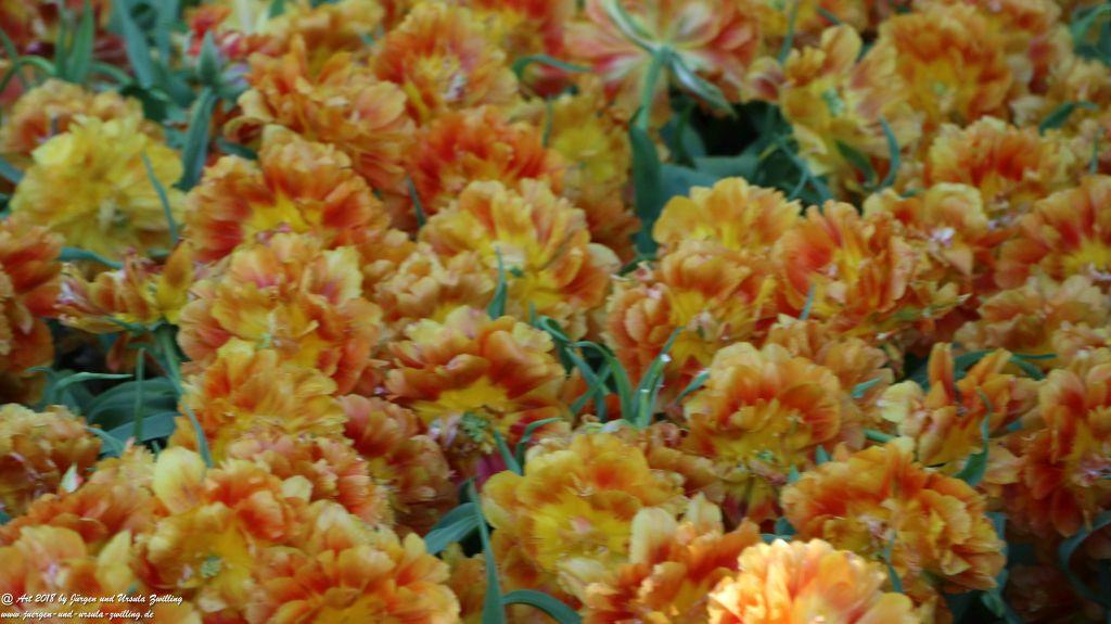 Keukenhof in Lisse Niederlande -Nordsee