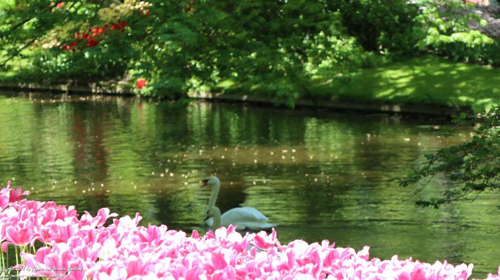Keukenhof in Lisse Niederlande -Nordsee