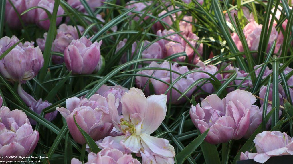Keukenhof in Lisse Niederlande -Nordsee