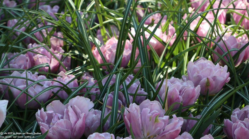 Keukenhof in Lisse Niederlande -Nordsee